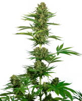 (Bild für) Satin Black Domina CBD Feminised Seeds