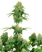Girl Scout Cookies Feminised Seeds