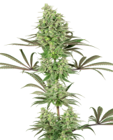 Double Banana Kush Feminised Seeds