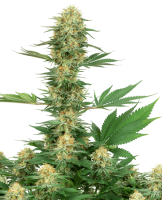 Gelato #420 Feminised Seeds