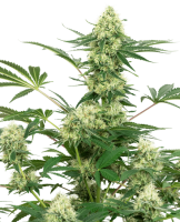 Wedding Cheesecake Feminised Seeds