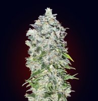 00 Kush Auto Feminised Seeds