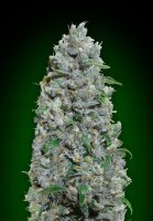 Afghan Mass XXL Auto Feminised Seeds
