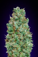 Blueberry Auto Feminised Seeds