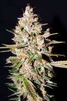 Gelato Feminised Seeds