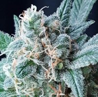 GG4 Auto Feminised Seeds
