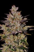 Wedding Cake Auto Feminised Seeds