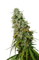 Kees' Old School Haze Regular Seeds