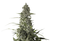 Prima Holandica Regular Seeds