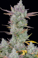 Gorilla Cookies Auto Feminised Seeds