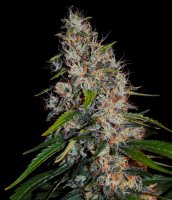 Zkittlez Auto Feminised Seeds