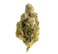 Magic OG Kush Feminised Seeds