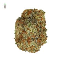 Chocolato Feminised Seeds