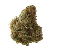 Sketch Feminised Seeds