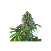 Karel'S Herer Haze Regular Seeds