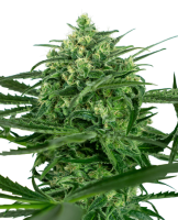 Sensi Amnesia Feminised Seeds