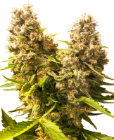 (Bild für) Banana Kush Cake Auto Feminised Seeds