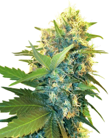 Double Kush Cake Feminised Seeds