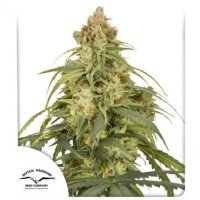 CBD-Victory Auto Feminised Seeds