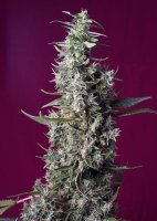Sweet Cherry Pie Feminised Seeds