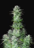 Kosher Cake Auto Feminised Seeds