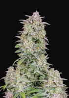 Forbidden Runtz Auto Feminised Seeds