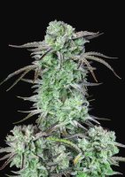 Strawberry Banana Auto Feminised Seeds