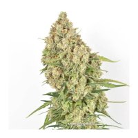 Amsterdam Amnesia Feminised Seeds