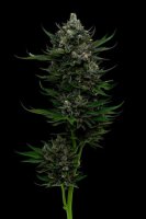 All Gas OG Feminised Seeds (Bild für) All Gas OG Feminised Seeds