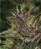 Blueberry Muffin Feminised Seeds