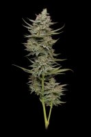 Family Jewels Feminised Seeds (Bild für) Family Jewels Feminised Seeds
