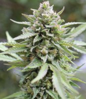 Lemongrass Feminised Seeds