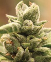 Mango Sherbert Feminised Seeds (Bild für) Mango Sherbert Feminised Seeds
