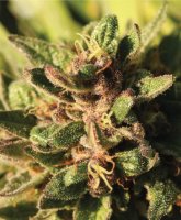 Pineapple Muffin Feminised Seeds
