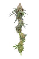 Pineapple Upside Down Cake Feminised Seeds (Bild für) Pineapple Upside Down Cake Feminised Seeds