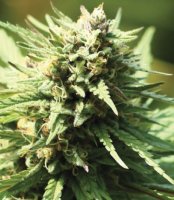 Slightly Stoopid Fruits Feminised Seeds (Bild für) Slightly Stoopid Fruits Feminised Seeds