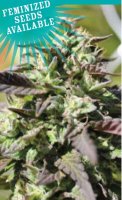 The Bling Feminised Seeds (Bild für) The Bling Feminised Seeds