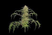 Freakshow Feminised Seeds (Bild für) Freakshow Feminised Seeds