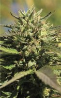OG Kush Feminised Seeds (Bild für) OG Kush Feminised Seeds