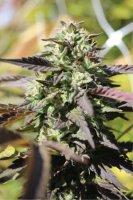 Chunkadelic Auto Feminised Seeds (Bild für) Chunkadelic Auto Feminised Seeds