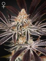 Dark Phoenix Feminised Seeds
