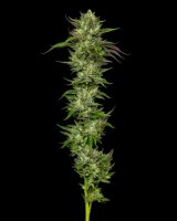 Collie Man Kush Feminised Seeds (Bild für) Collie Man Kush Feminised Seeds