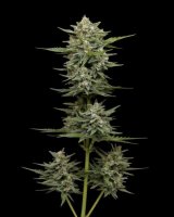Vanilla Latte Auto Feminised Seeds (Bild für) Vanilla Latte Auto Feminised Seeds