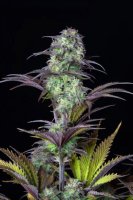 Original Blueberry Auto Feminised Seeds