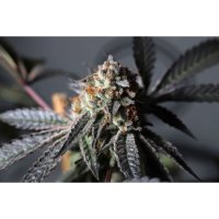 Purple OG Punch Feminised Seeds
