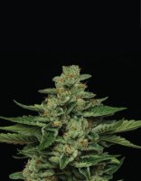 Fortune Cookie Feminised Seeds (Bild für) Fortune Cookie Feminised Seeds
