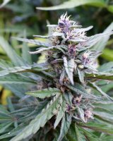 Hi-Biscus Feminised Seeds (Bild für) Hi-Biscus Feminised Seeds