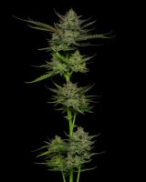 Sour Apple Auto Feminised Seeds (Bild für) Sour Apple Auto Feminised Seeds