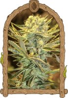 Hippieberry Feminised Seeds