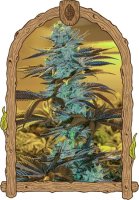 Purple Monkey Auto Feminised Seeds